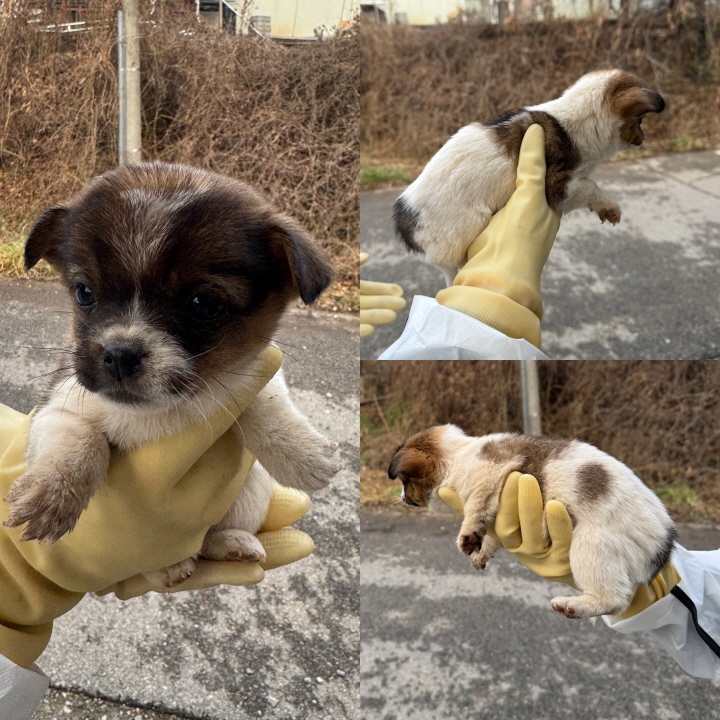 당진시동물보호소_444568202500005